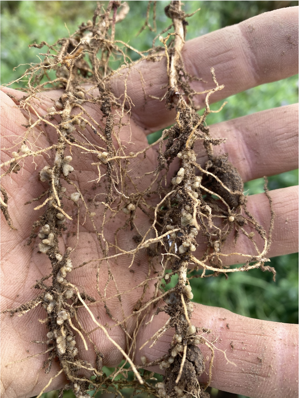 Summer CSA Newsletter: October 29, 2024 (Week 23)