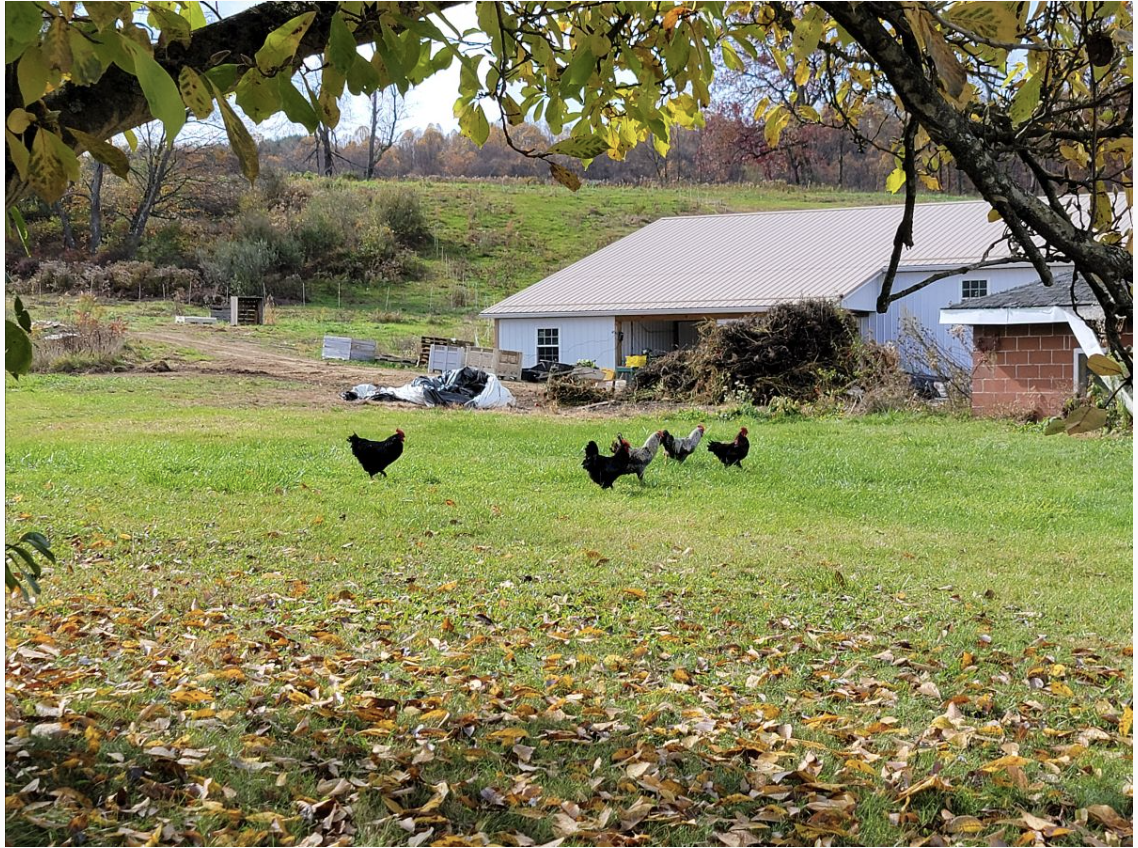 Fall CSA Newsletter: November 12, 2024 (Week 1)