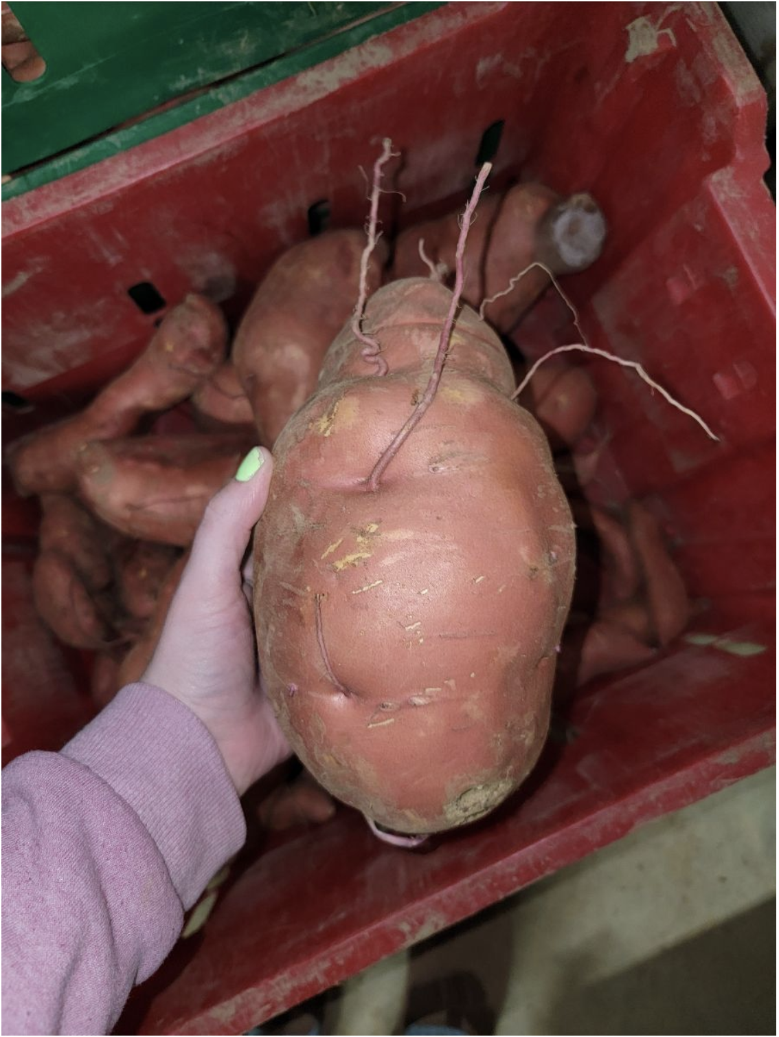 Fall CSA Newsletter: November 19, 2024 (Week 2)