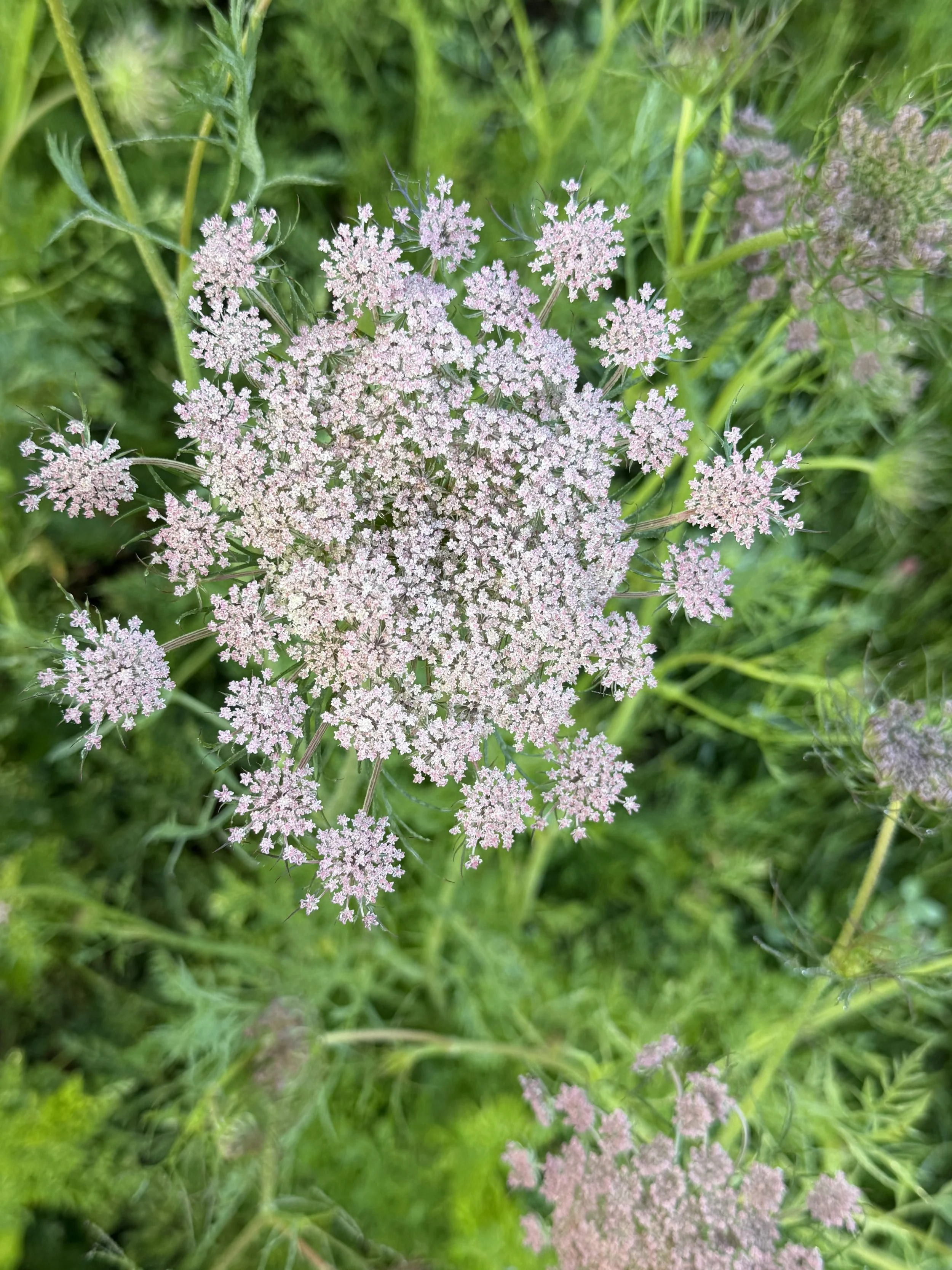 Summer 2026 Week 9 Newsletter