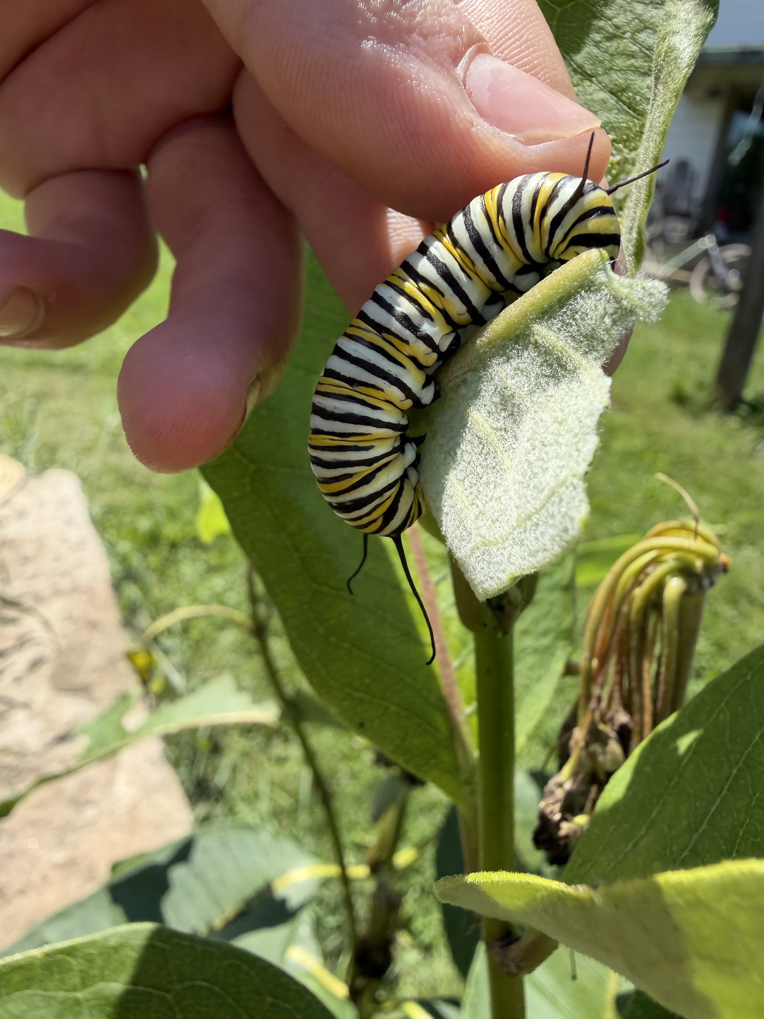 Summer 2026 Week 15 Newsletter