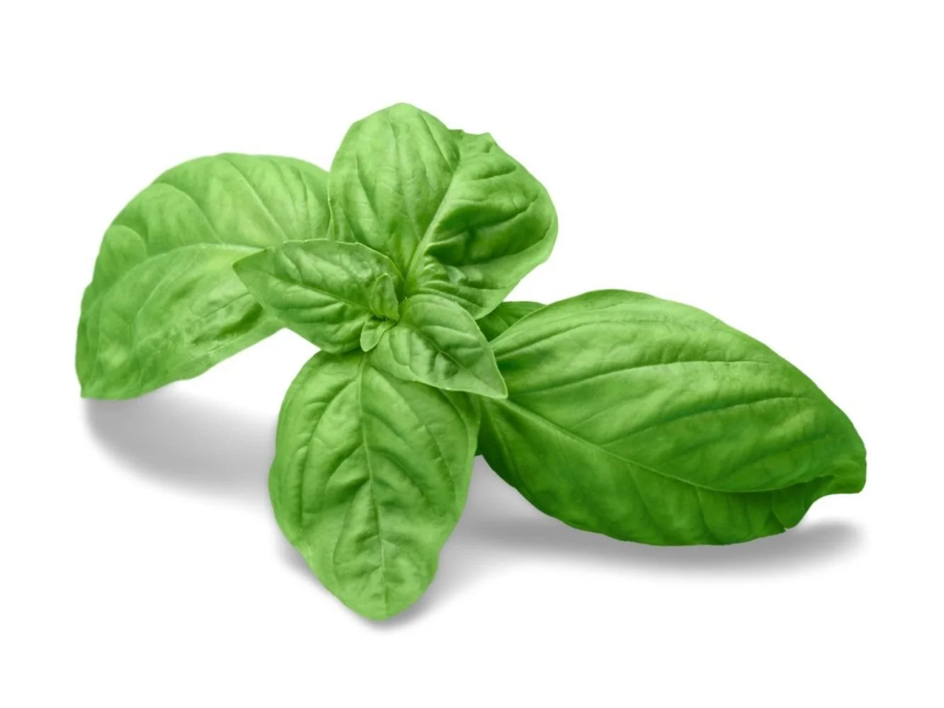 Basil