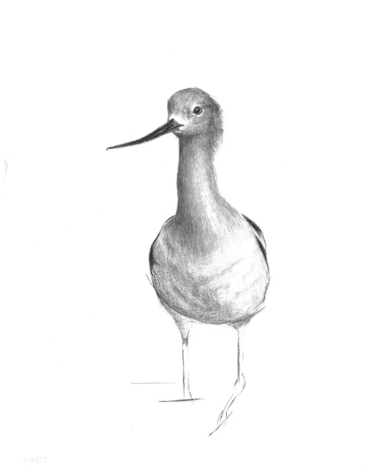 Avocet