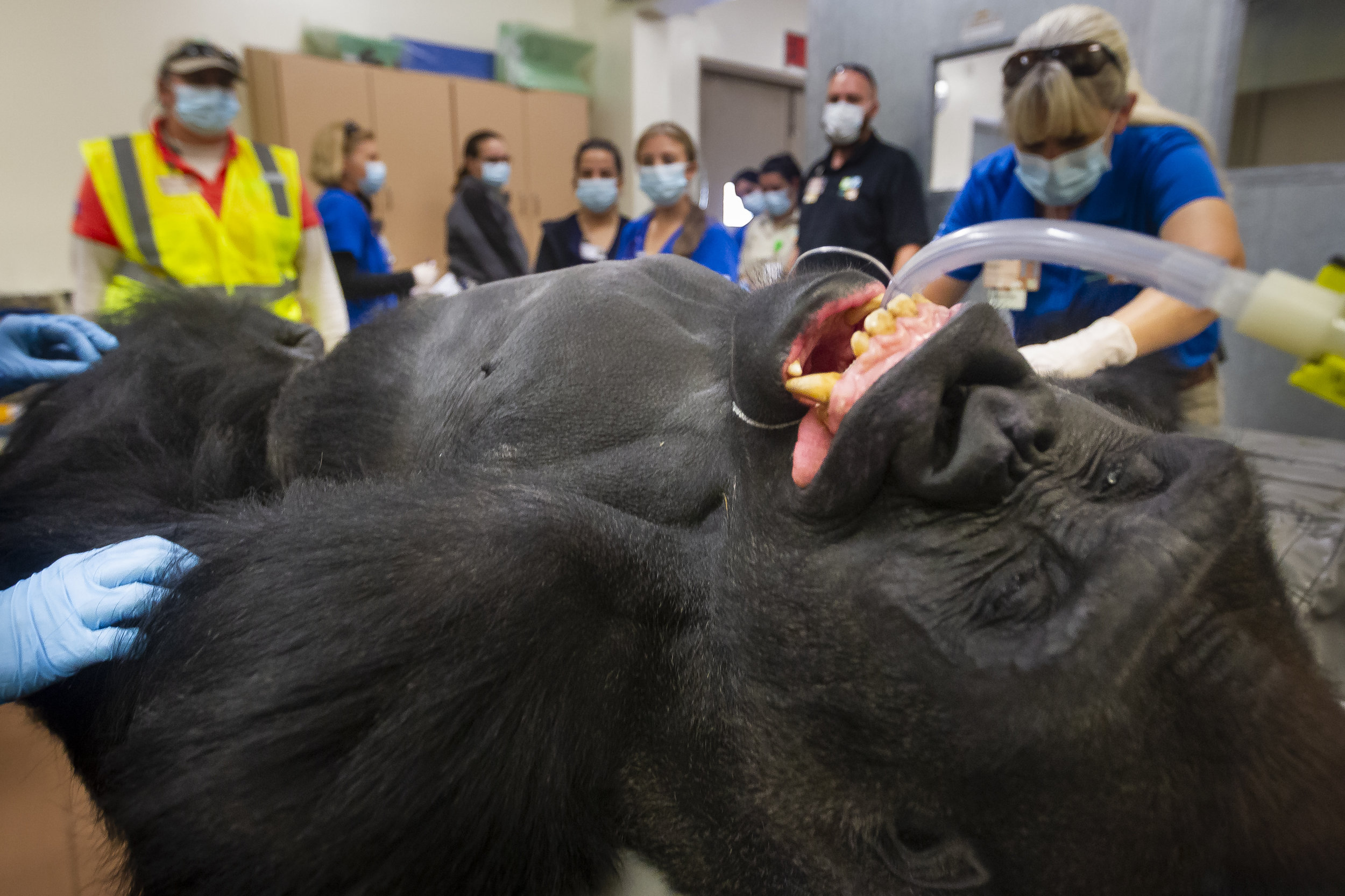  Barney, the 25-year-old silverback gorilla, gets his annual checkup at Zoo Miami on Tuesday, December 11, 2018. Zoo Keepers were concerned by Barney's persistent cough and after his examination they learned he has mites in his airways. 