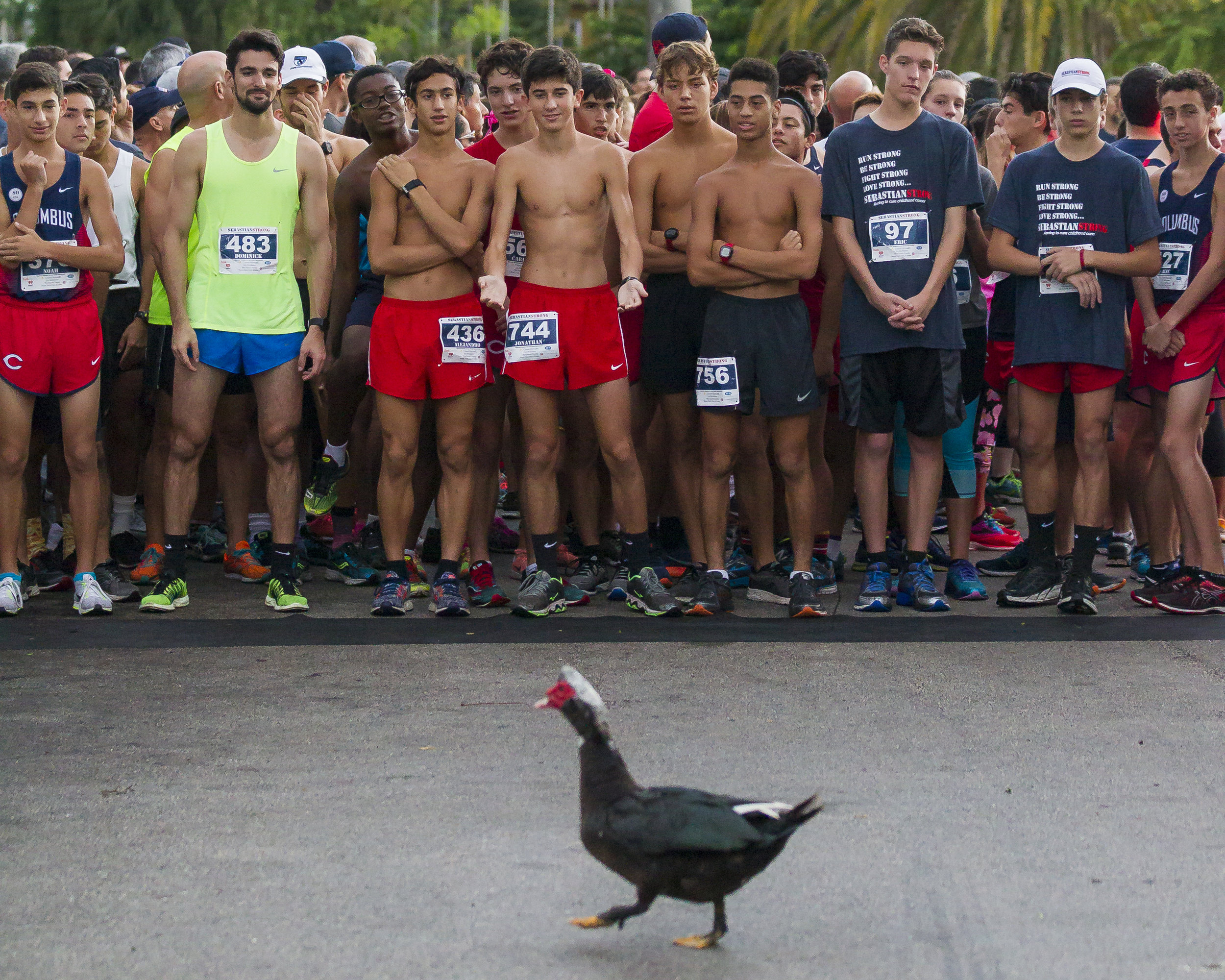  A duck walks in front of participants before the start of the SebastianStrong 5K in Miami Springs on Saturday, Nov. 4, 2017. The event aims to raise awareness, fund research into curing childhood cancer and honoring Sebastian's life. 