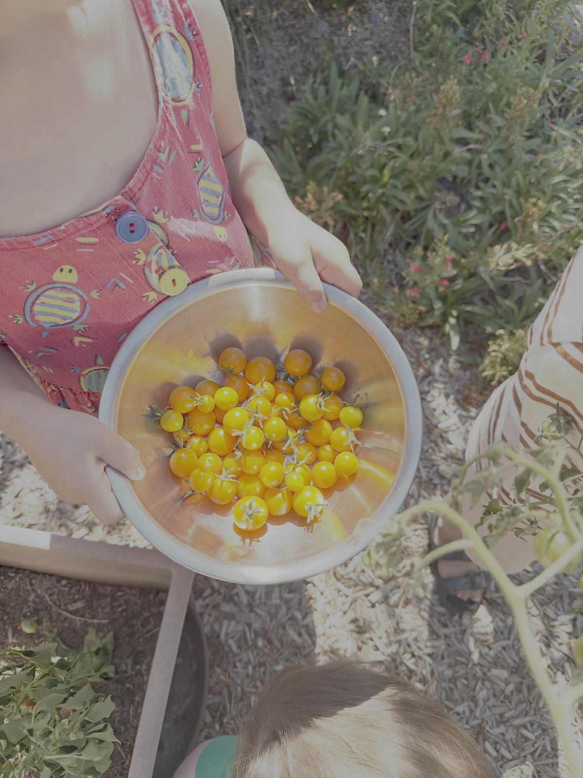Tomatoes.png
