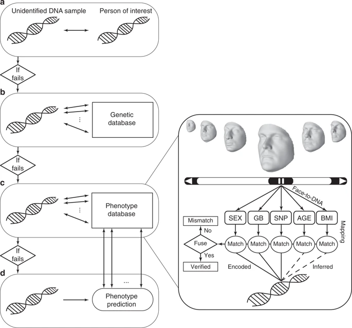 Diagram of DNA phenotyping (Source: Nature Communications )