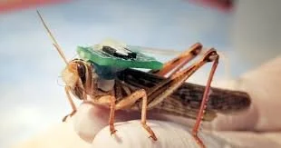 New Engineered Cyborg Grasshoppers Able To Sniff Out Explosives