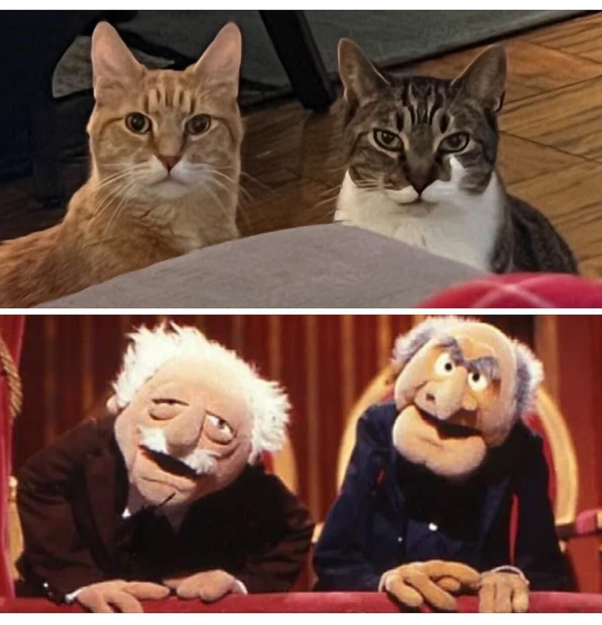 We&rsquo;ve got this goin on right now. You see it too, right?😂😂 

#cats #muppetshow #judgy