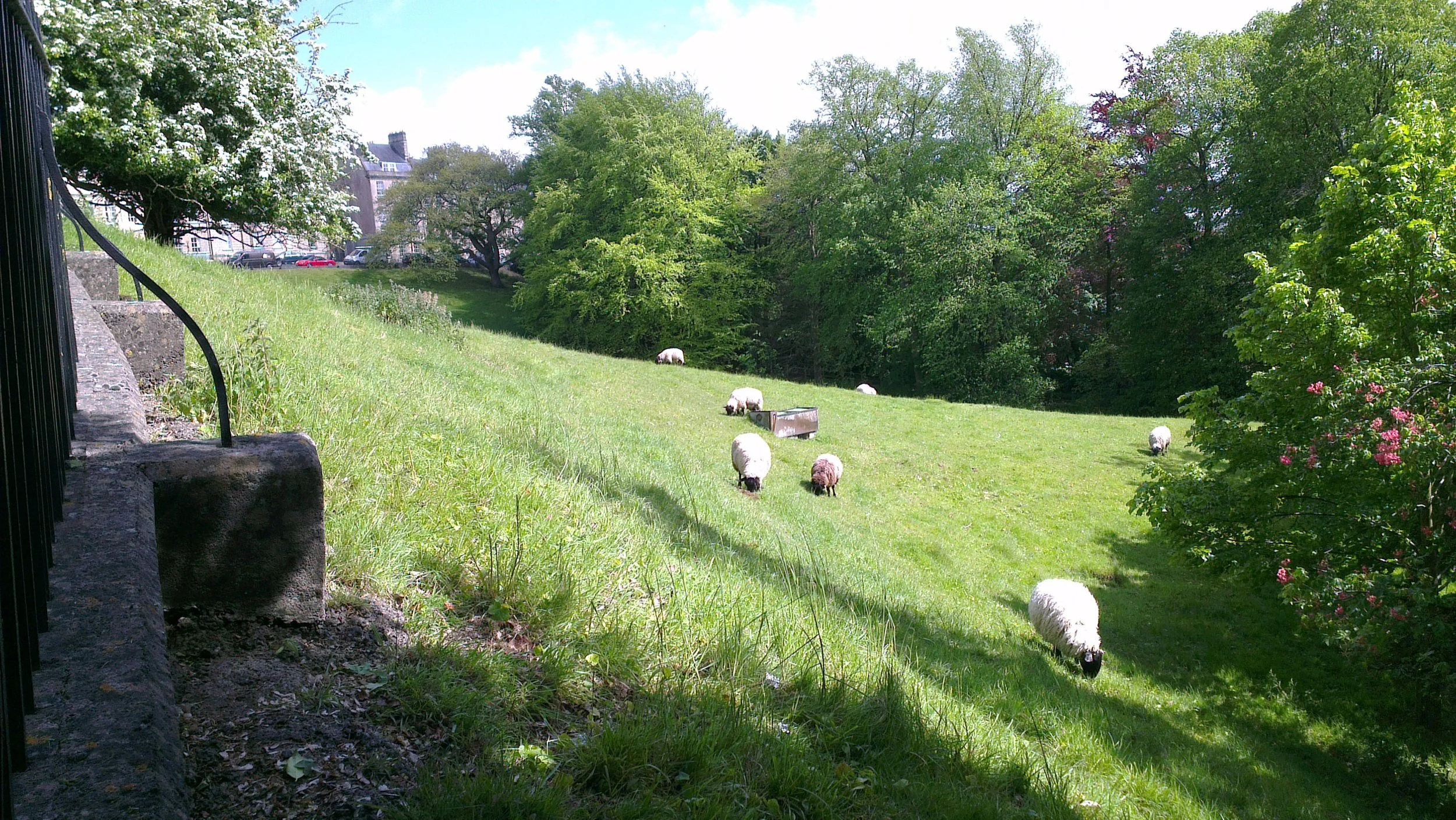 A sheep's eye view, 18 May 2015.jpg