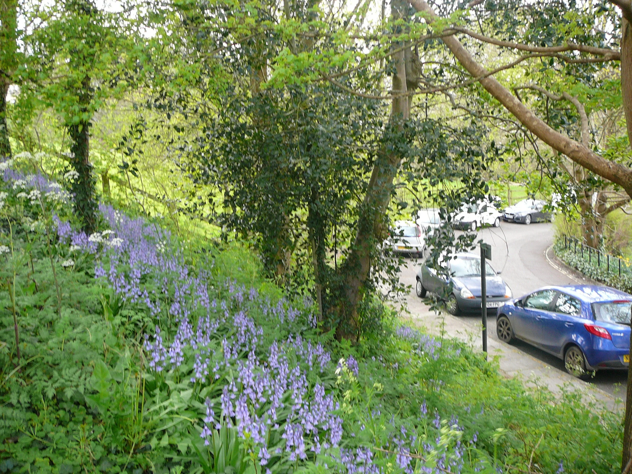 mini Bluebell Meadow in All Saints Road.JPG