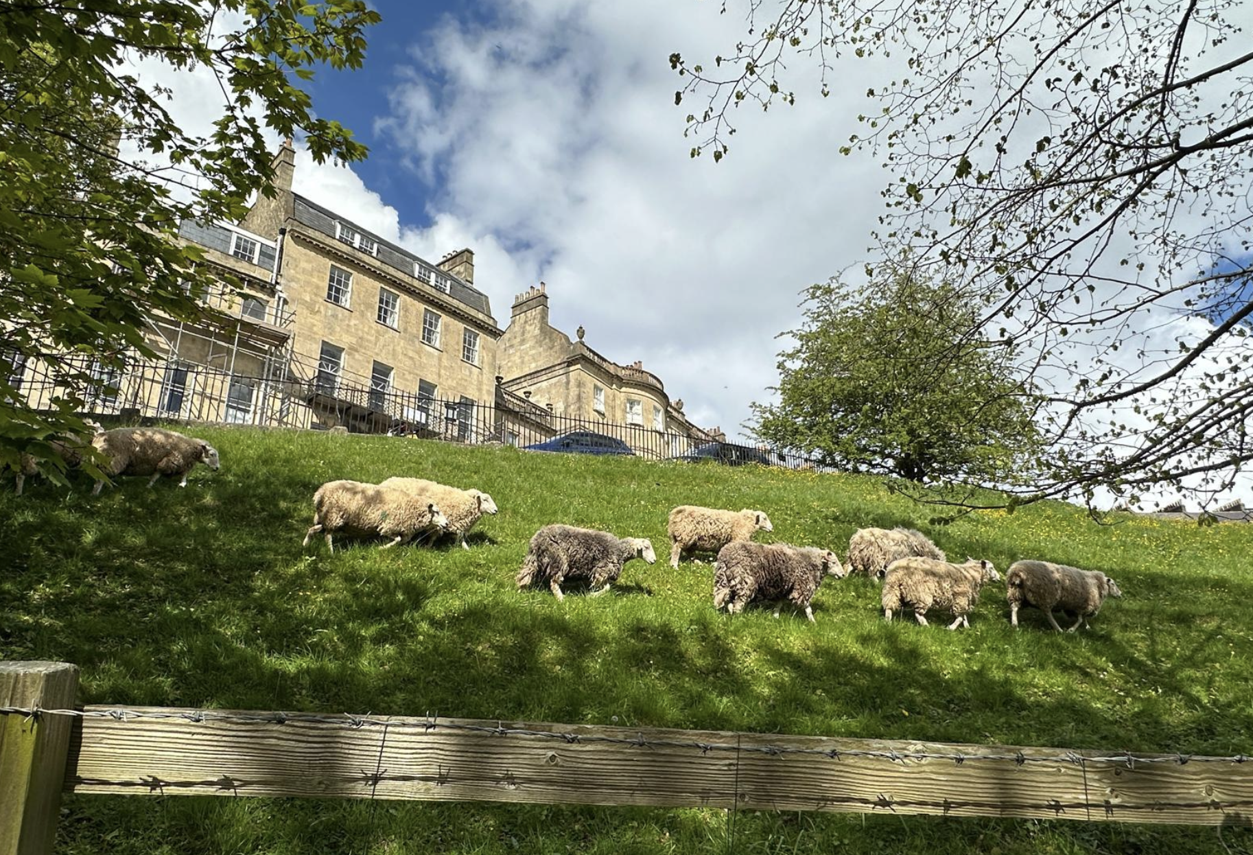 It's springtime and the new sheep have arrived!