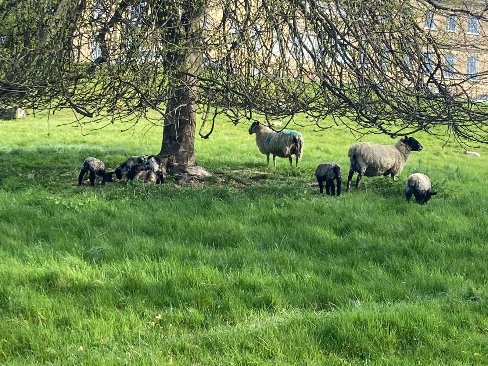 The lambs have arrived