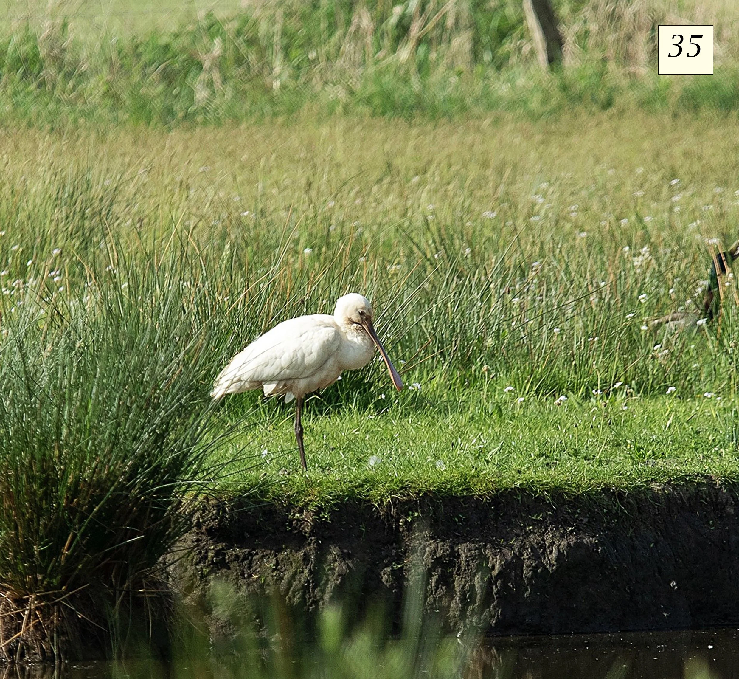 foto 35 Auvergnepolder  kopie.jpg