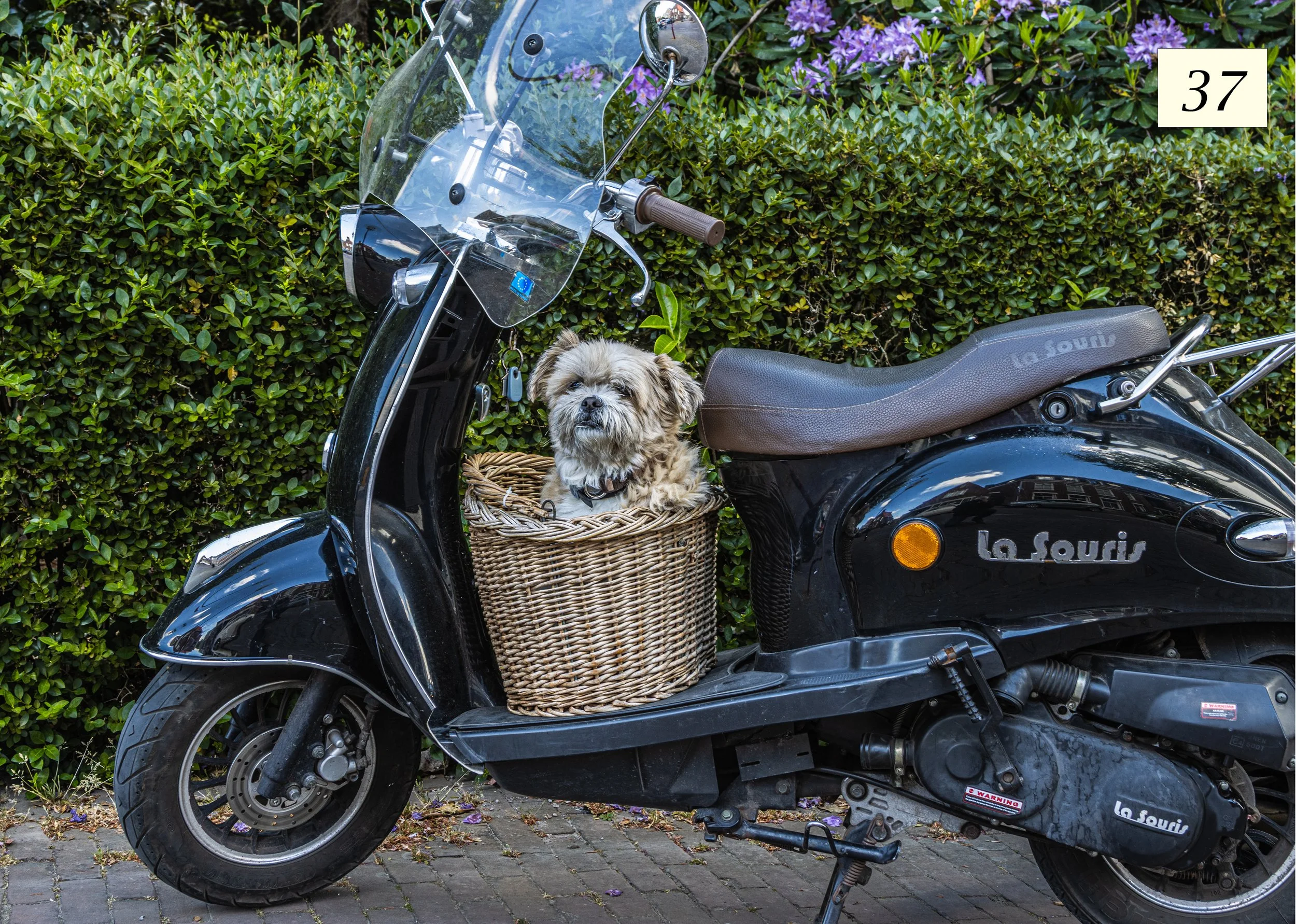 foto 37 Hond op scooter  kopie.jpg