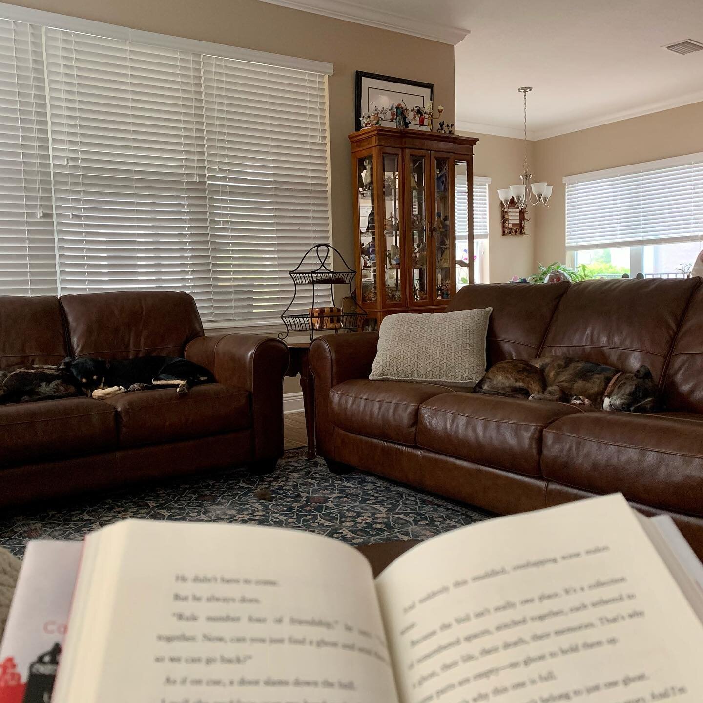 Cozy Saturday reading Bridge of Souls by @veschwab while it rains and all my dogs are very asleep. 

This third installment of the series takes place in New Orleans, a wonderful place for a ghost book obviously, but also they eat beignets, one of the