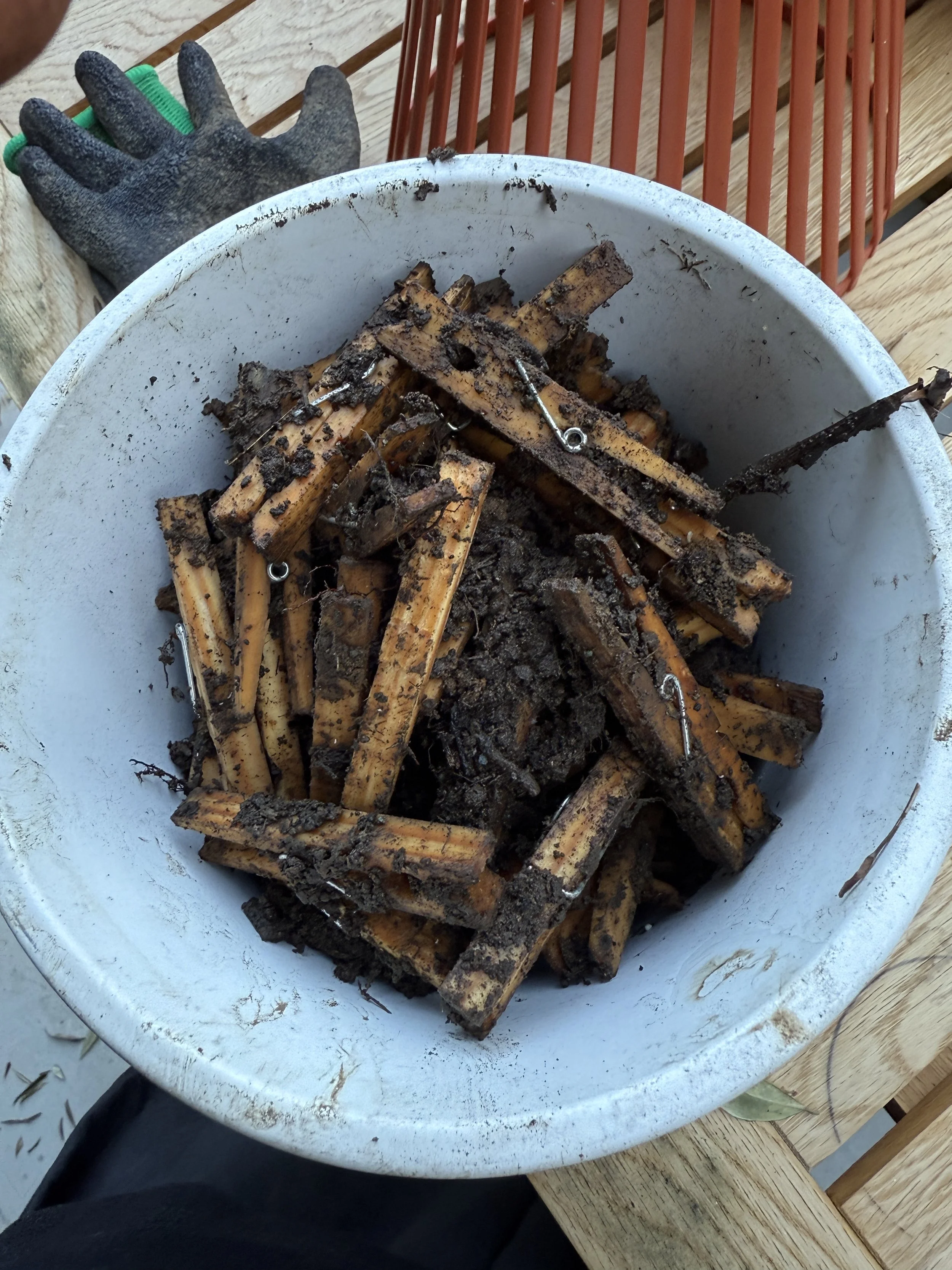 Unearthed after a few wet days