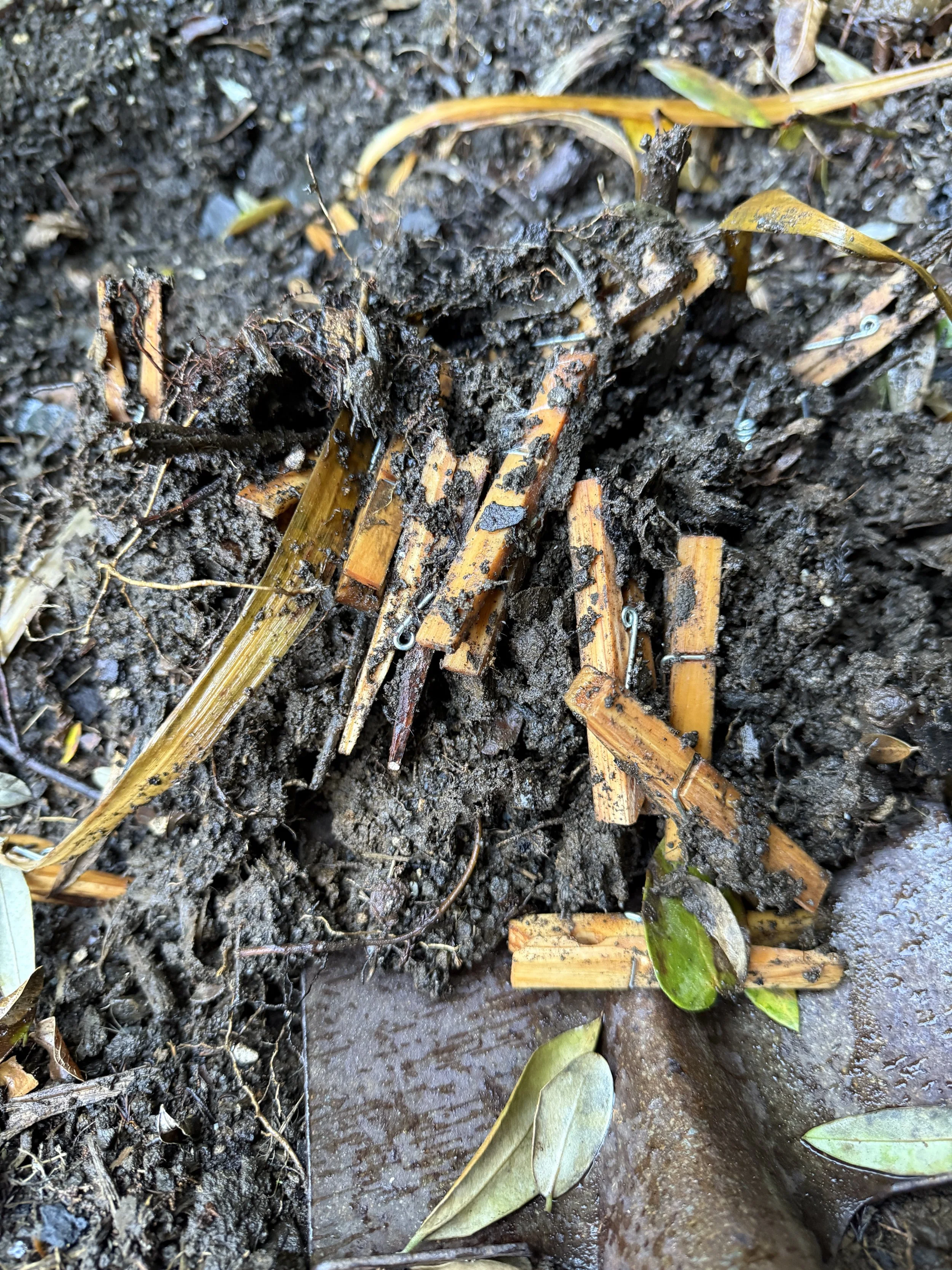Buried in vegetable garden