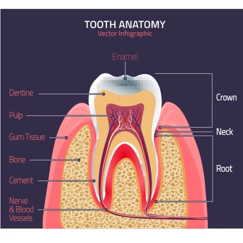 What is Endodontics — North Western Endodontics Root Canal Treatment
