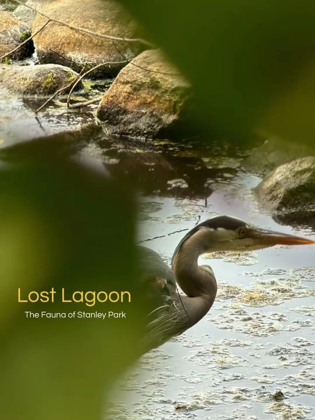 Walking around Stanley Park, we were greeted by the Great Blue Heron. Got some great close-ups, very pleased with my work getting cool telephoto shots. 

Obviously it&rsquo;s Canada, so geese everywhere, squirrels and ducks.

#beautifulbritishcolumbi