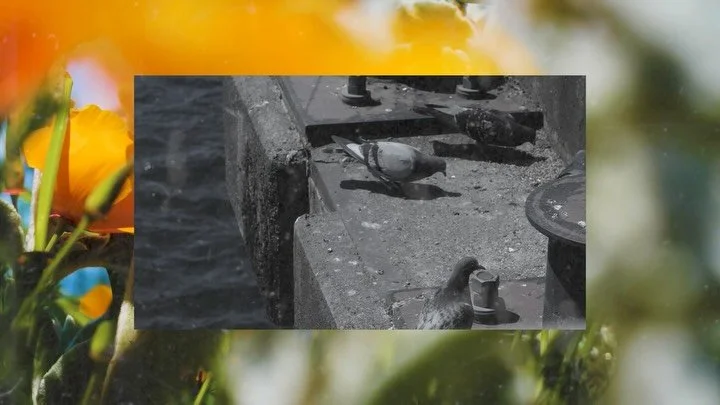 LOMNA2. Avant-Garde Series. 

Title: Befreebecool.human.ai

#videoart #experimentalart