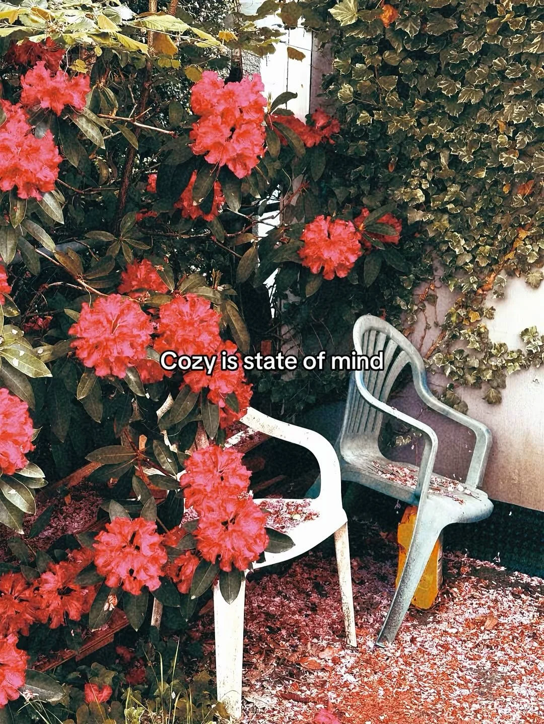 I am very curious about the feeling of coziness, warmth, graininess, realness, and tangibility that makes a photo alive.

Feeling that vibe, I like to walk around my neighbourhood in search of a cozy, childlike energy that moves me.

[photo aesthetic
