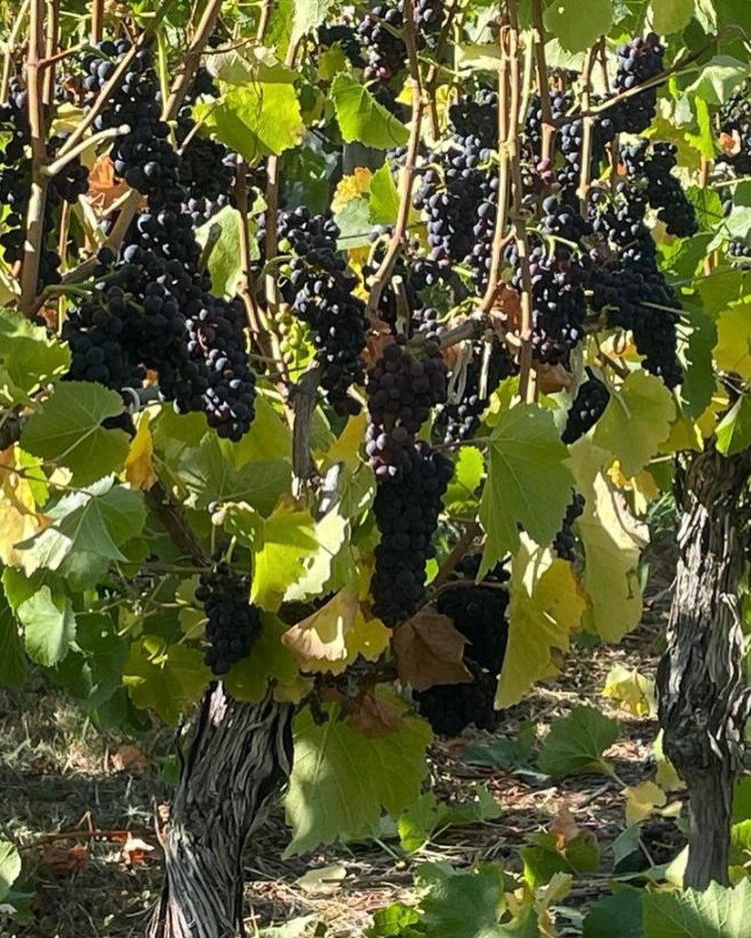 A fine looking bunch 🍇 our Q PINOT NOIR is ripening nicely!

Our wine comes from Waitaki Valley &ndash; where limestone soils, dry summers and cold winters provide magical conditions perfect for growing elegant and enticing wines!

#sustainableviney