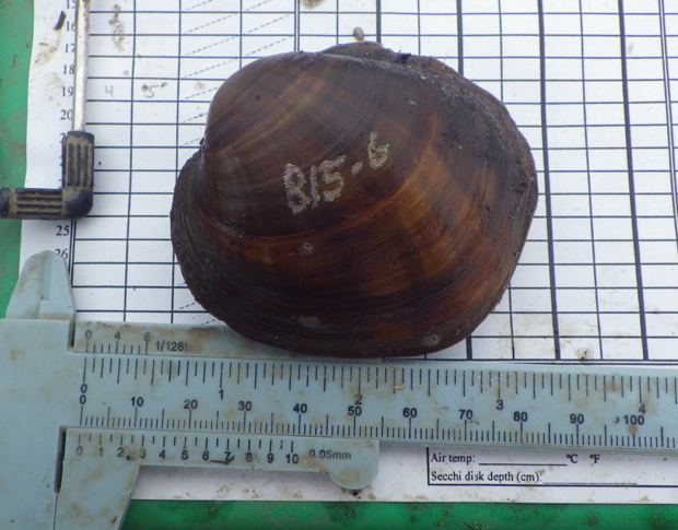 bellevue_mussel.png
