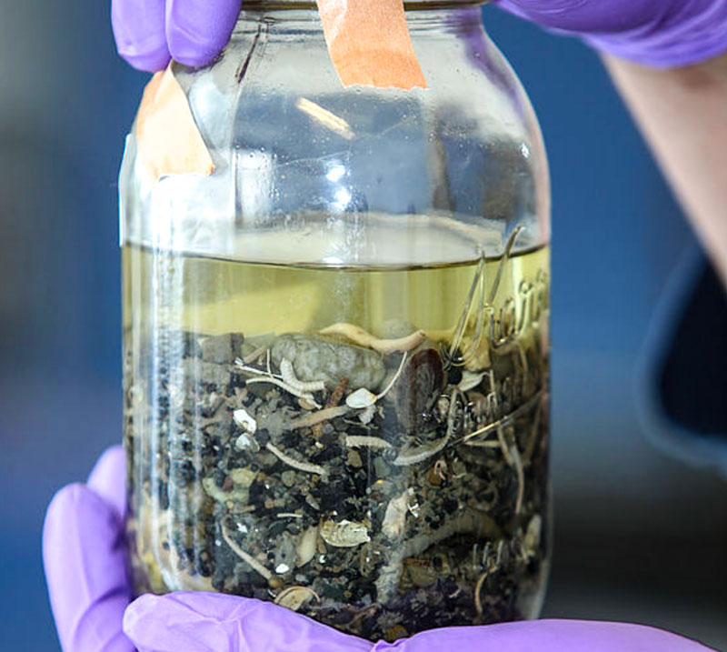 taxonomy_jar.jpg