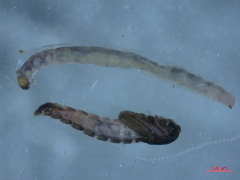 Open Positions for Taxonomists