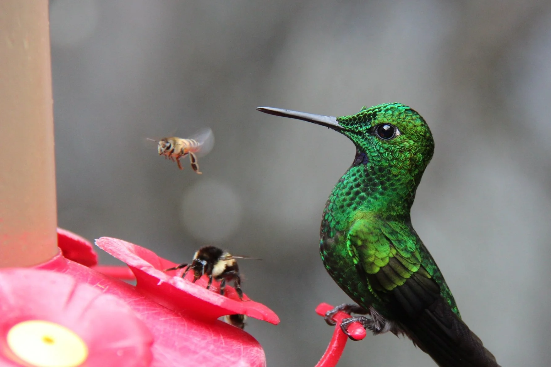 Birds, Bees, and the Extinction of Greed