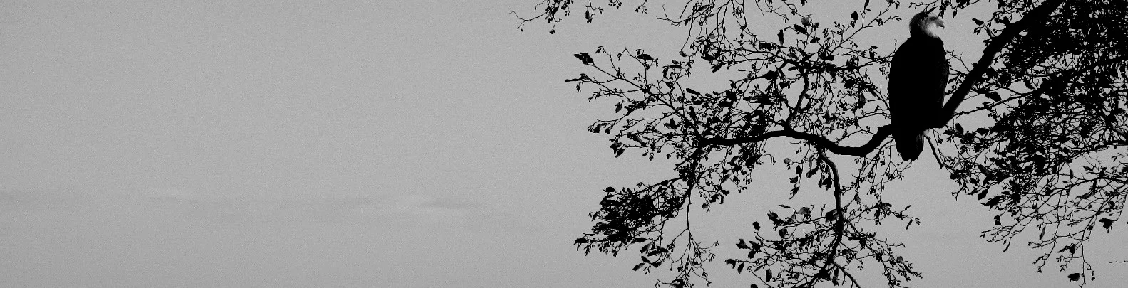 Eagle%2BImage%2B%25282%2529.jpg