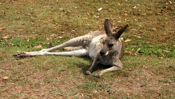 Our Return To The Land Of Oz