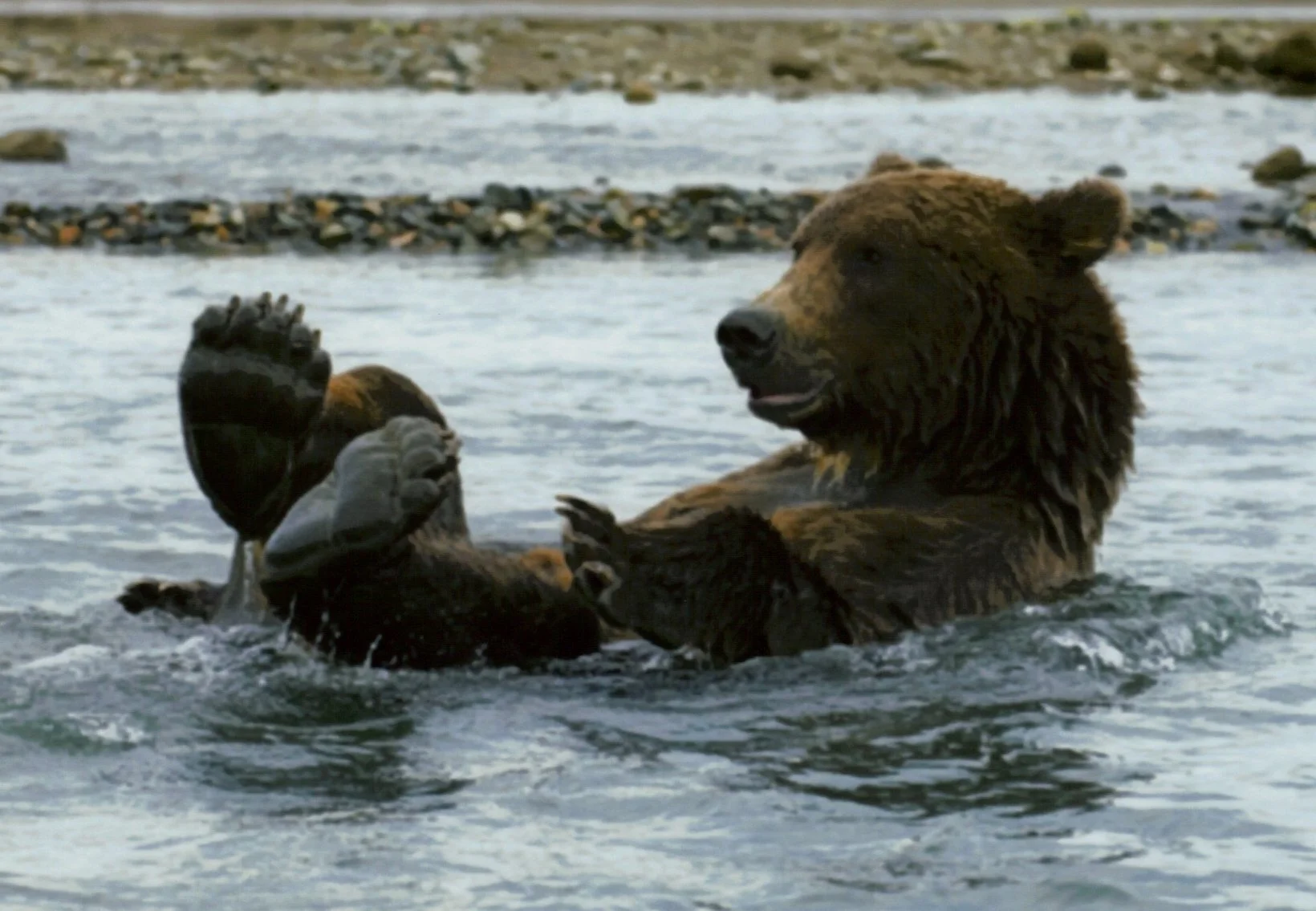 Top Wildlife To See On A Cruise To Alaska