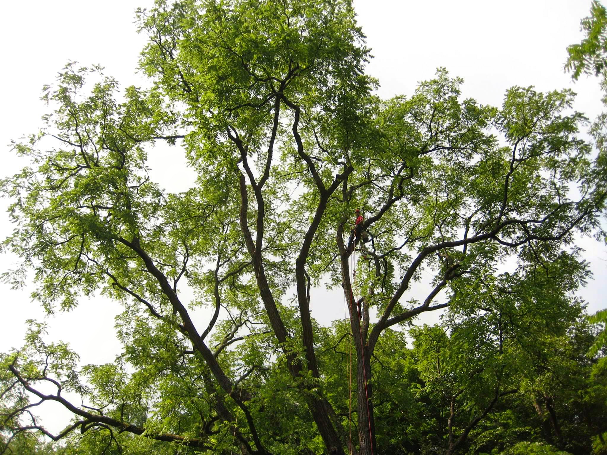 Pruning cabling a large black walnut tree