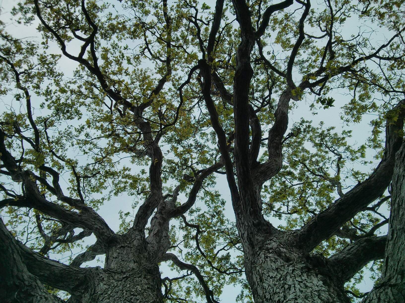 Large white oak tree