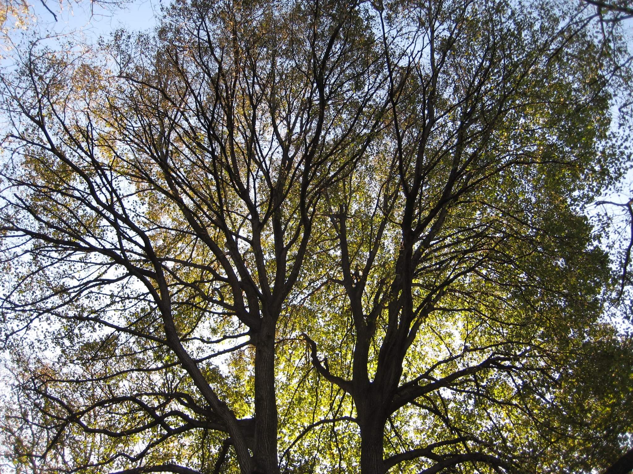 Linden tree