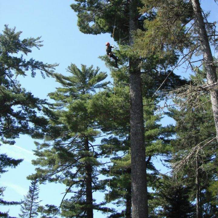 White pine tree ascent