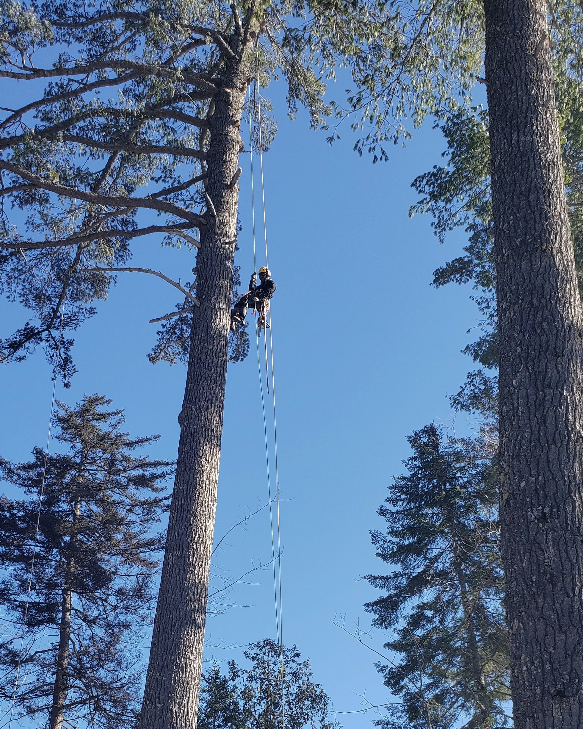 Technical white pine removal