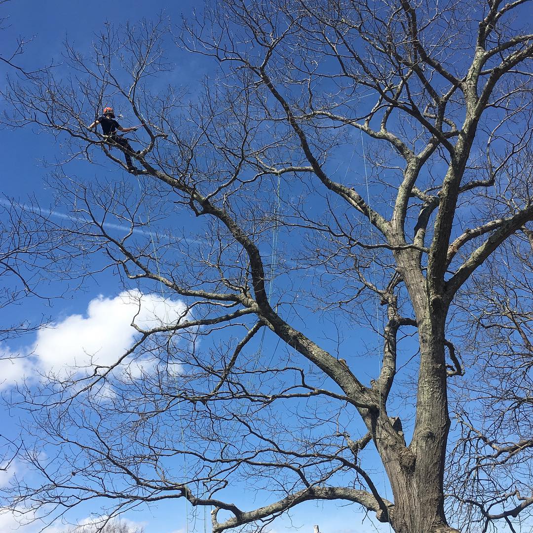 Deadwood pruning an oak tree in Stratham, NH