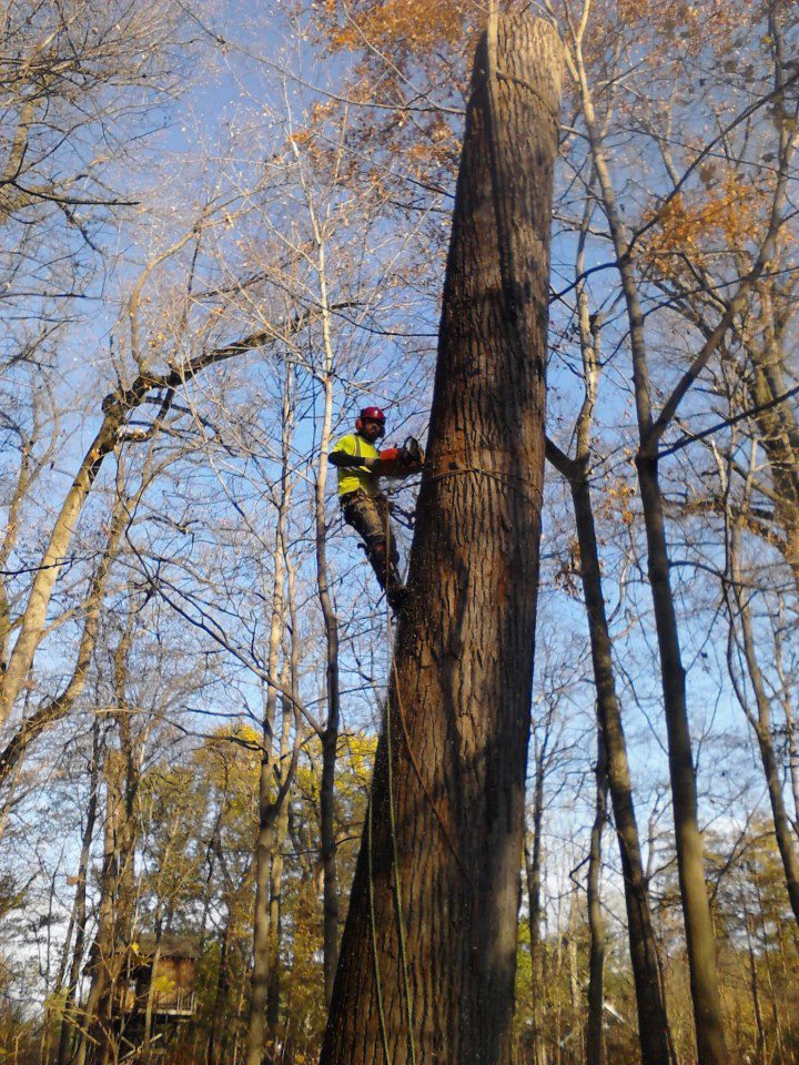 Large tulip poplar removal