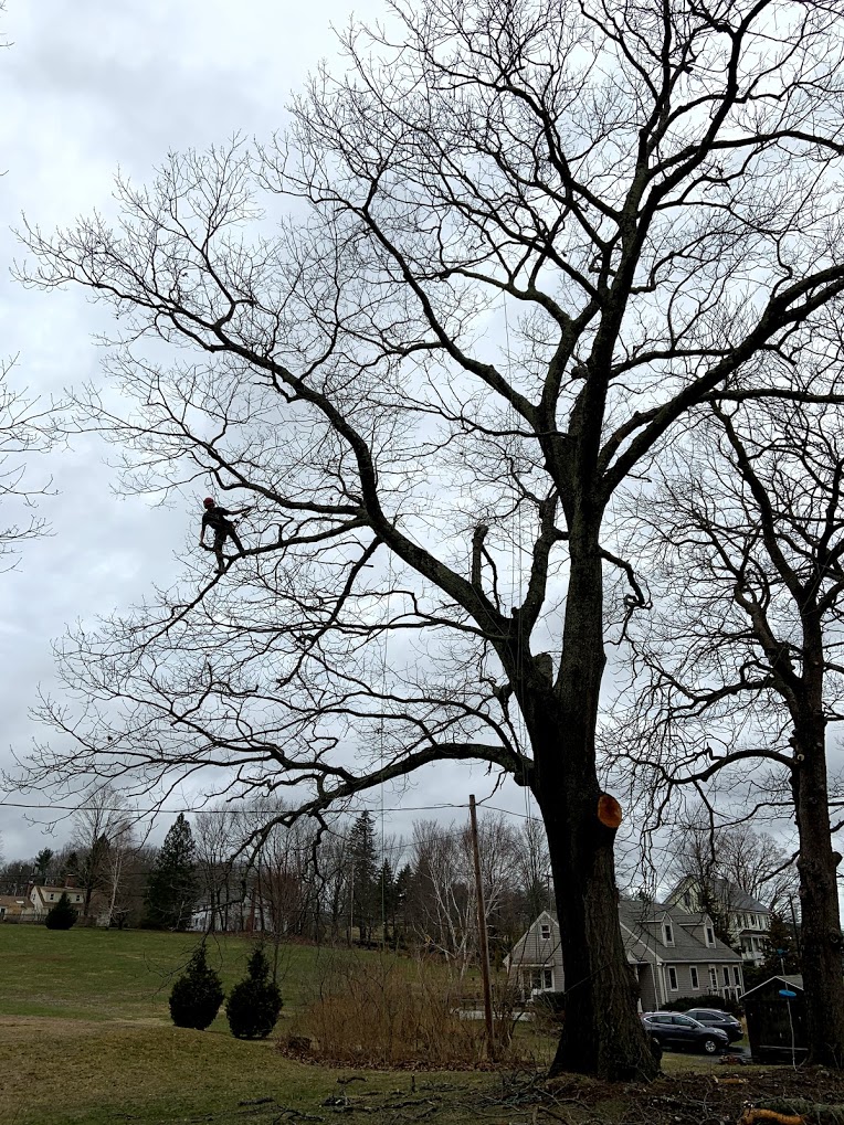 Oak tree pruning, Stratham NH.