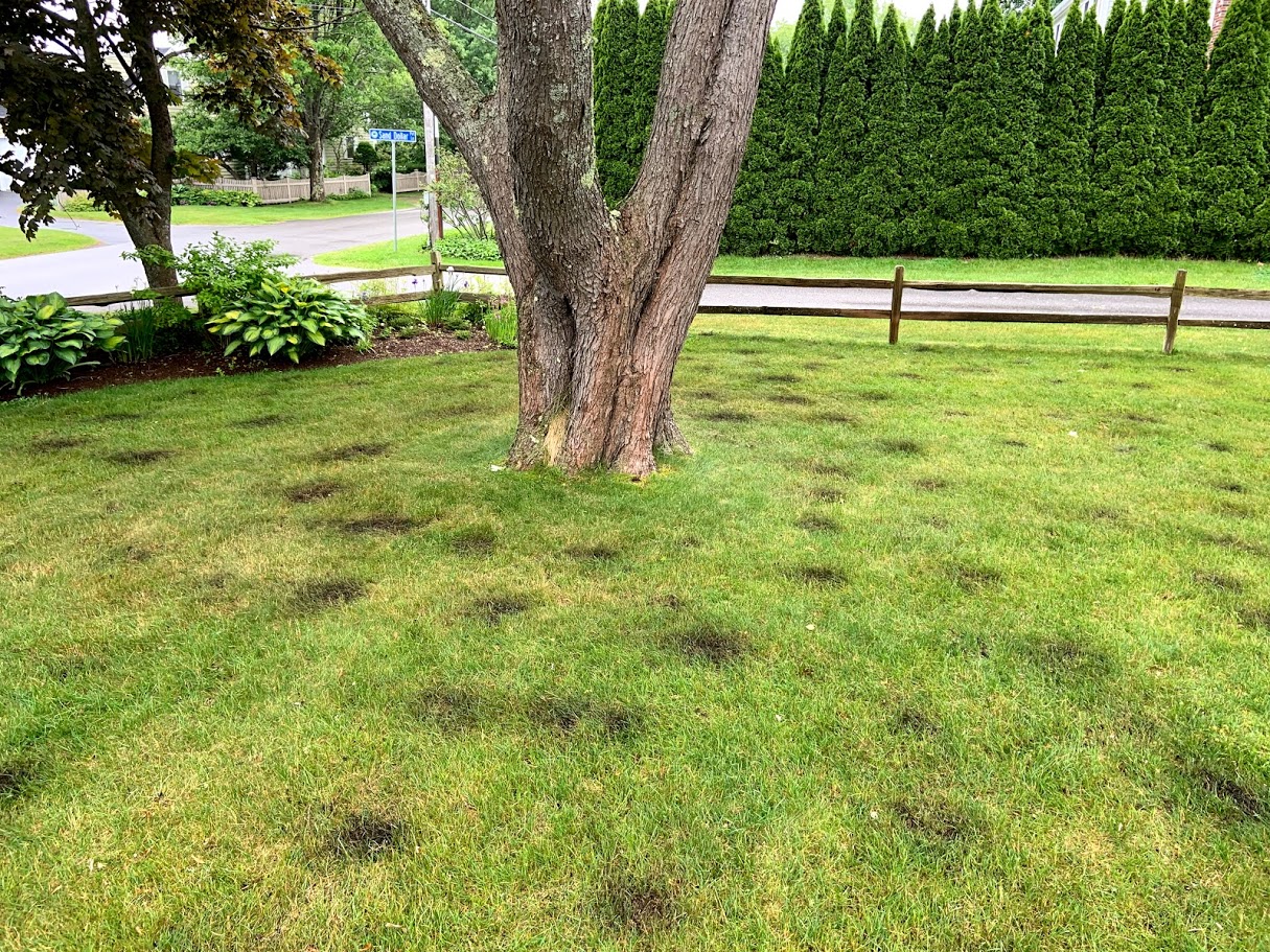 Vertical mulching a silver maple in Kennebunk, ME