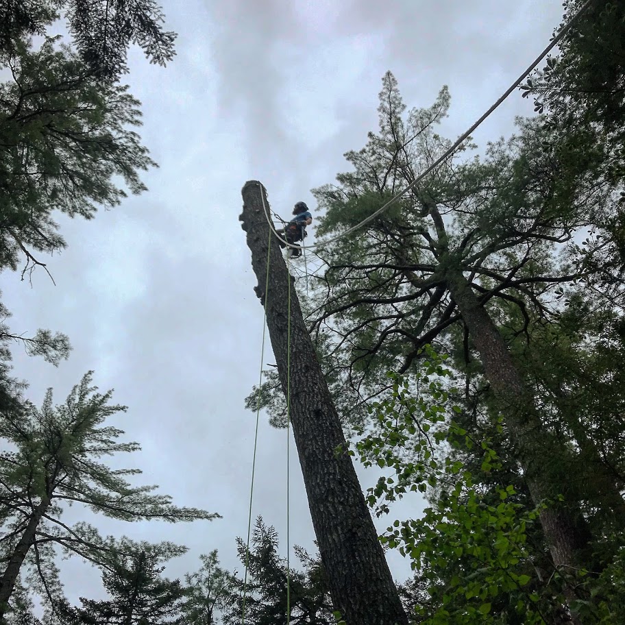 Tree removal in York, ME