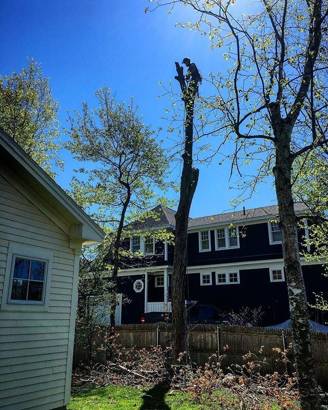 I don&rsquo;t know about you guys, but having bad seasonal allergies during the current pandemic makes for some awkward moments on my job sites! 😆😆 #allergies #dontcough #covid #arblife #treeclimber #arborist #treesurgeon #treestuff #arboristsofins