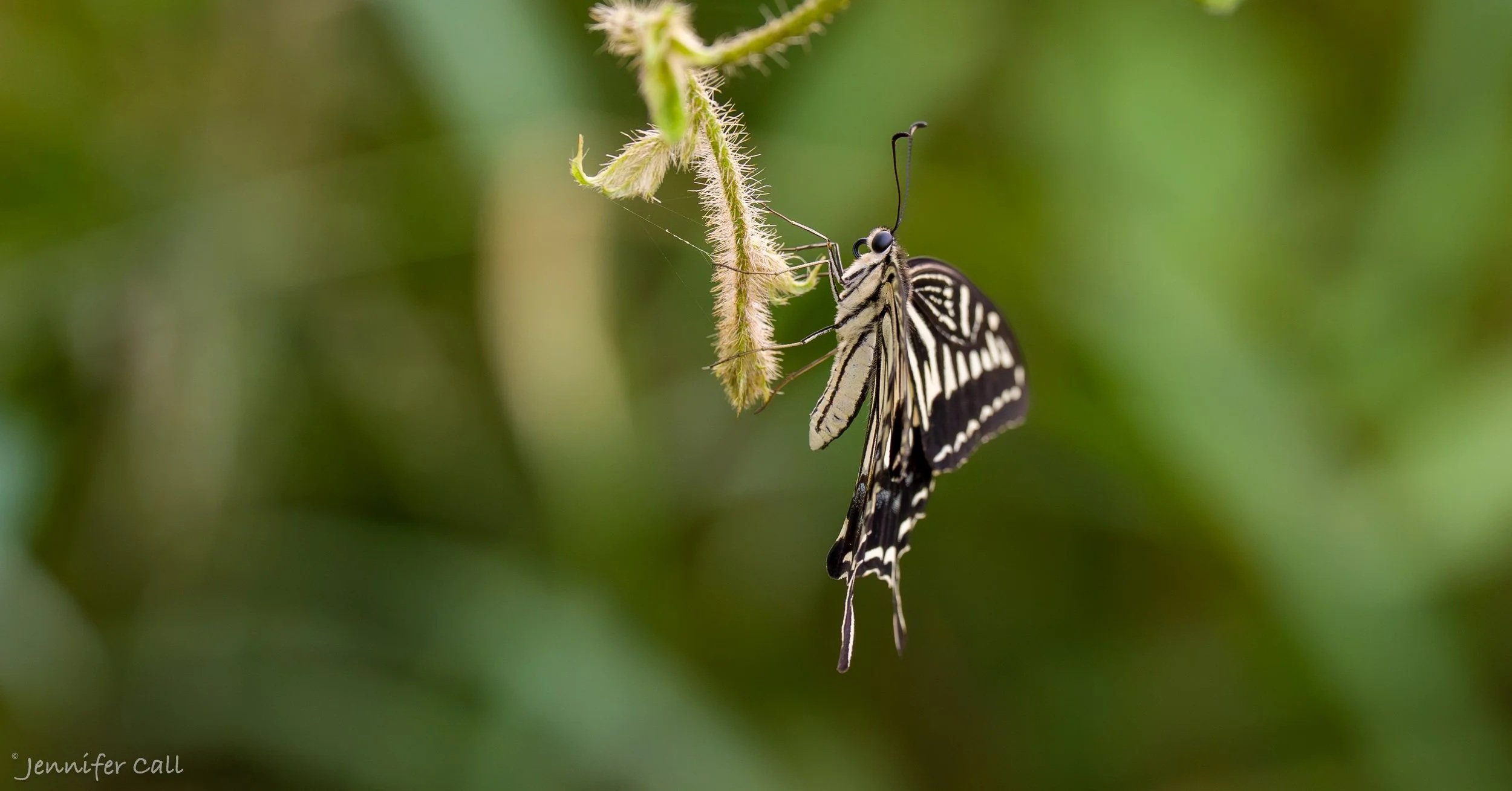 Sparked by a Butterfly