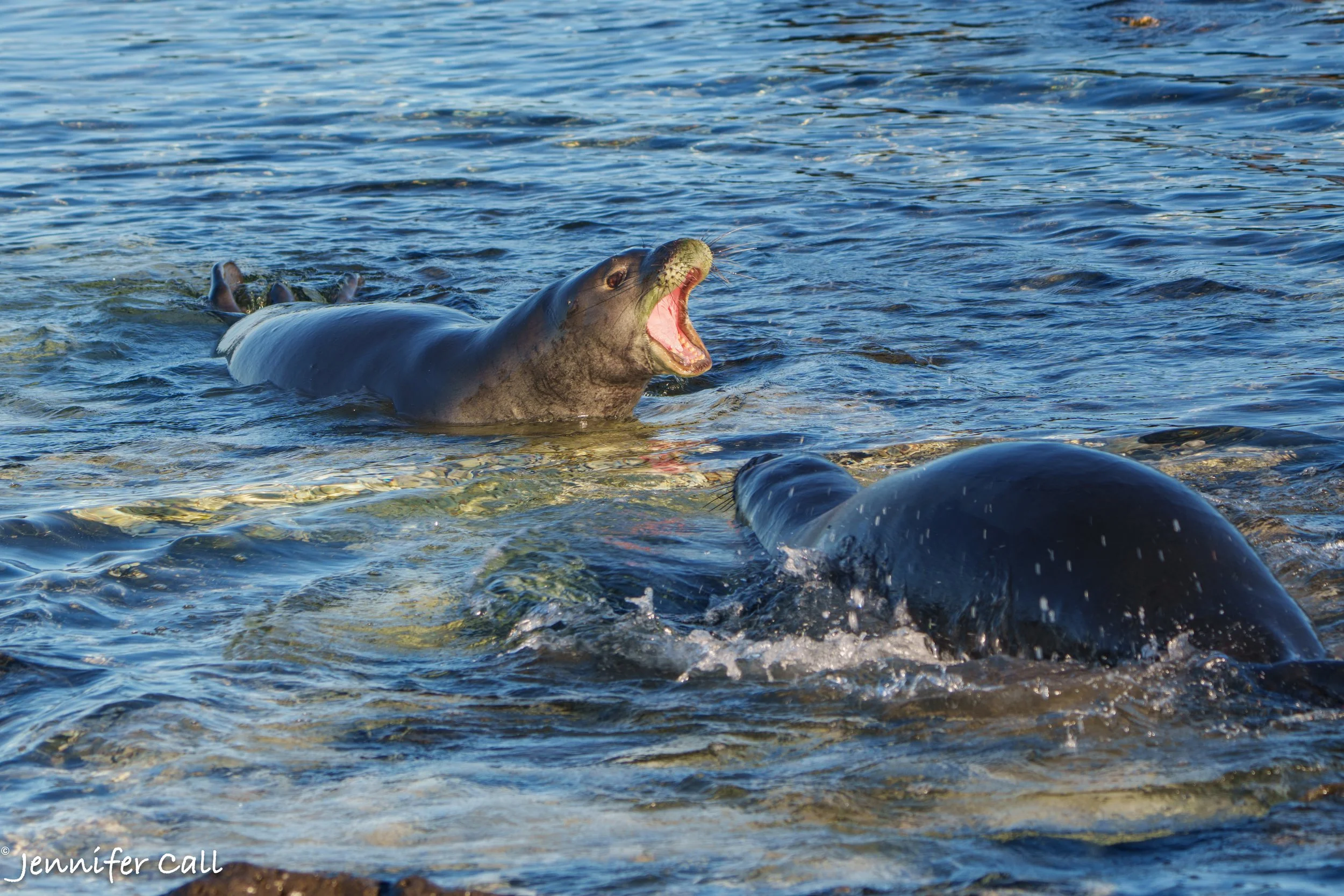 Hawaiian Monk Seals