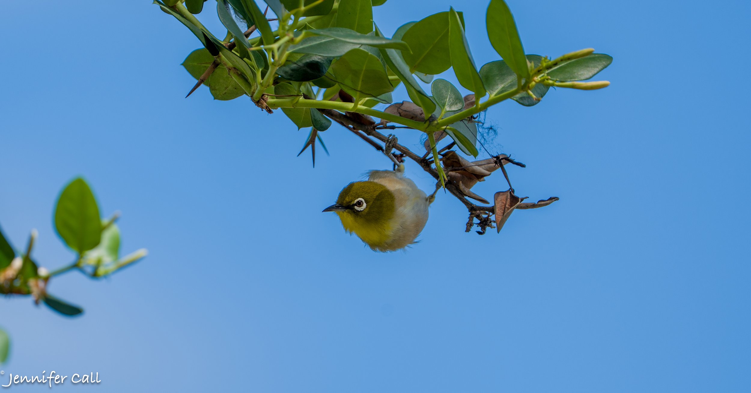 Warbler White Eyed-1.jpg