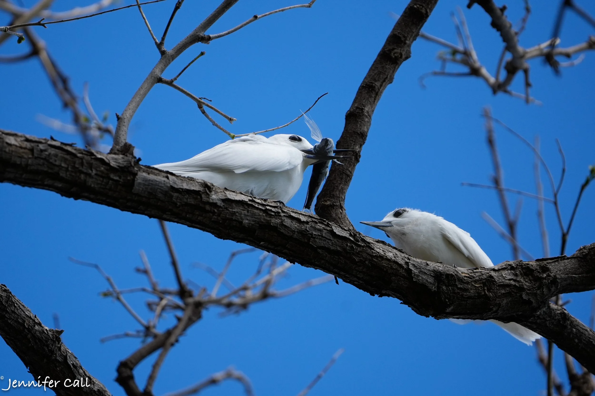 Tern Feeding-1-2.jpg