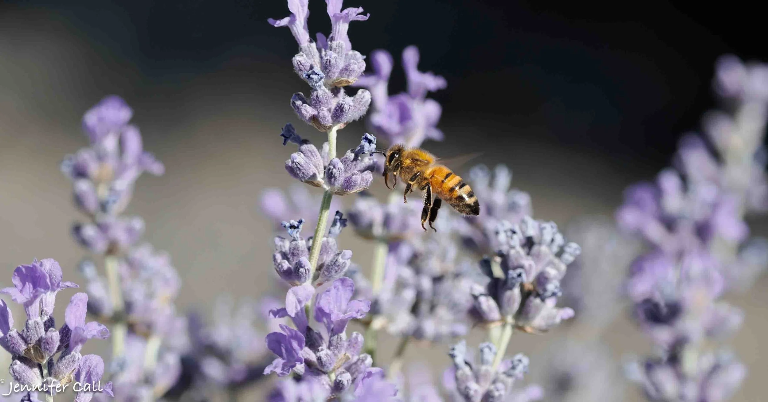 Bee on Russian Sage-1.JPG